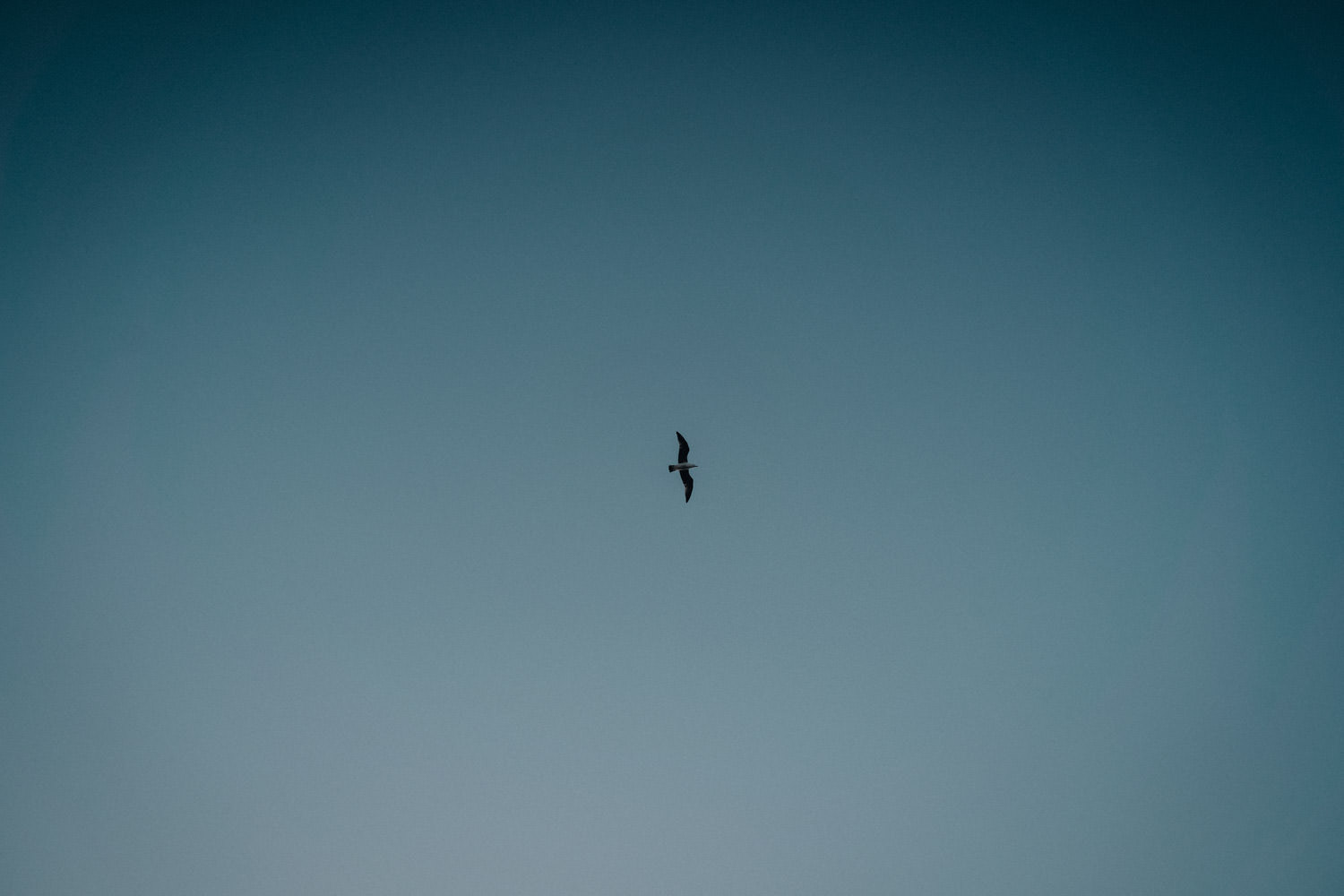 Eine Möwe die am blauen Himmel entlang fliegt.